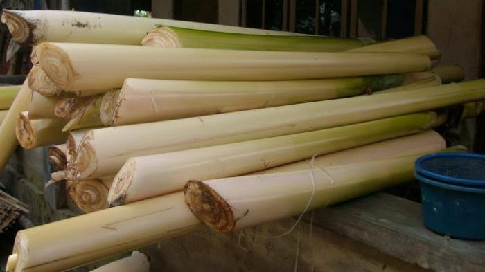Kemarau Berkepanjangan, Peternak Sapi Perah di Krucil Probolinggo Terpaksa Beri Pakan Pohon Pisang